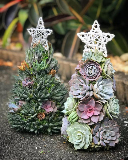 🎁Handmade Surprise Christmas gift🎄Succulent Christmas Tree