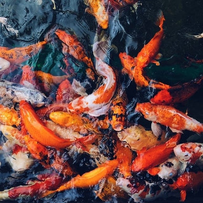 LAST DAY - 49% OFF🎁Ceramic Koi Set 🐟